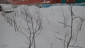 Норильск. Ленинский пр-т. Размышление о высадки деревьев, что тут никогда не росли. 2023.03.12.