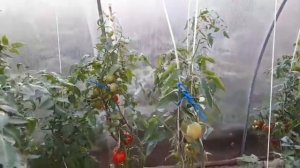 63. Сбор томатов//Волчий клык//Минуcинские стаканы//Тарасенко//24 августа 2022 г.