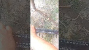 Грабли для сбора ракушки.