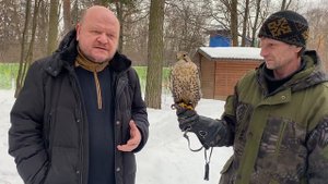 Видеолекции о птицах: Сокол Балобан