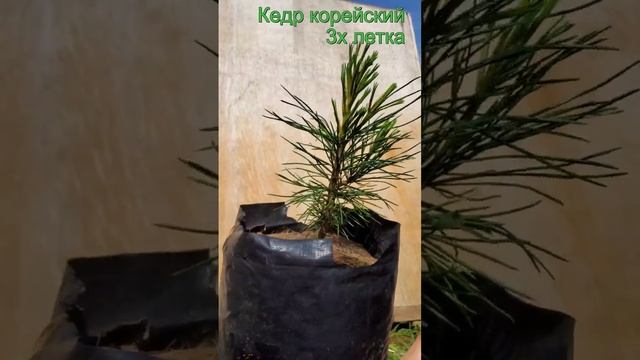 Саженцы кедр корейский  3х летка  Seedlandia.ru - семена и саженцы декоративных  растений