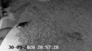 Кот против ласки.