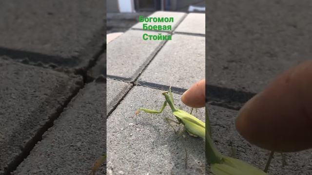 БОГОМОЛ - Защита смотреть онлайн