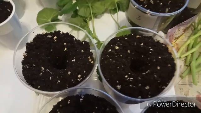 Мои комнатные цветы. Черенкую герань. смотреть онлайн