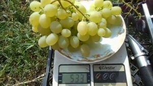 Кишмиш Афродита Grapes Afrodita