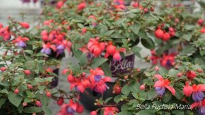 Bella Fuchsia ® Maria * - Garden Plants with Flowers all summer long!