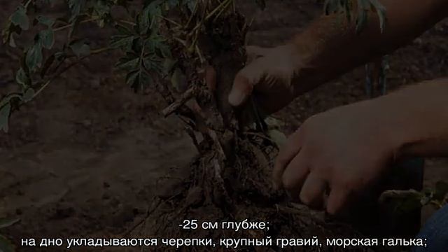 Почему не цветут пионы, не развиваются бутоны и как с этим бороться