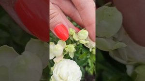 Уайт Морсдаг White Morsdag. https://rose-bushes.ru/