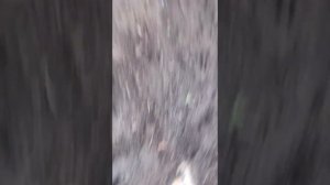 Борьба с огородными вредителями. Медведка