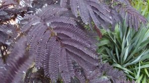 Albizia julibrissin Summer chocolate