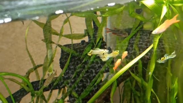 Новые рыбы в 30 л аквариуме/Гуппи эндлера и креветки/New fish in a 30 L shrimp aquarium/Guppy Endle смотреть онлайн