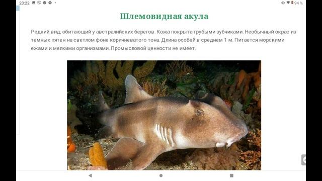 Shark 41 записи приватов. Породы акул.