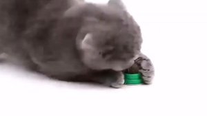 Лакомства для кошек, кошачья мята, конфета для кошки, леденец для кота, игрушки для кошек.