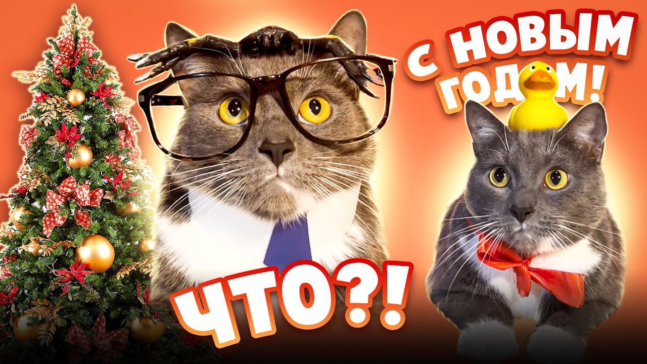 Что если бы котики ходили в школу