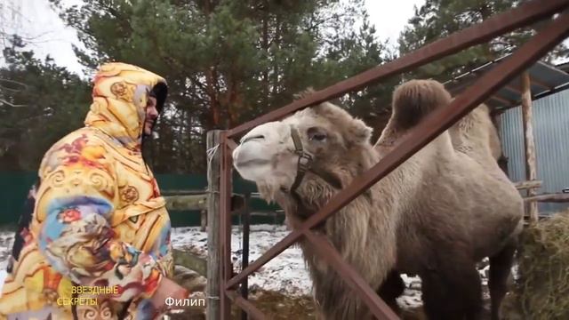 ⚡ Рекорд Филиппа Киркорова: 1 403 концертов за 3 650 дней! смотреть онлайн