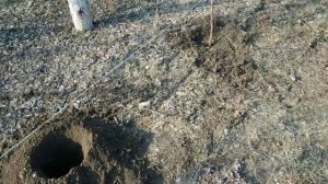 Как быстро сажать деревья с помощью мотобура.