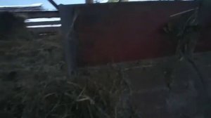 Кормление коз силосом и сеном в зимний период