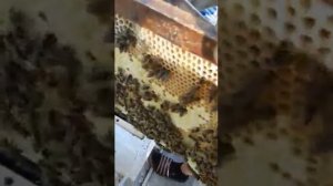 КОЛОДА. КОЛОДНЫЙ МЕД. ПЧЕЛЫ