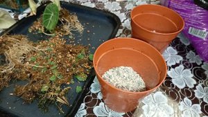 ?Алоказии в аквариуме? #пересадка #блеквильвет #алоказия #flowers #alocasia #город61 #комнатныецвет