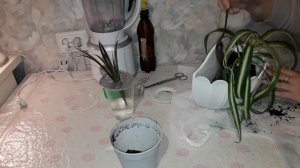 ХЛОРОФИТУМ кучерявый БОННИ. ПЕРЕСАДКА после ПОКУПКИ!