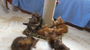 Котята Мейн Кун играют