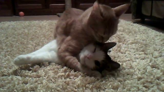 Кот лижет кота смотреть онлайн