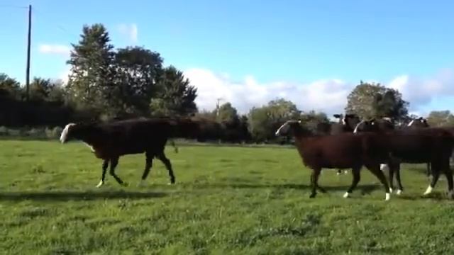 Овцы модели ЦВАРТБЛЕС ? Продажа смотреть онлайн