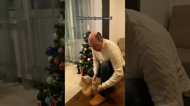 Английский для всех. Как сказать «лапка» на английском? смотреть онлайн