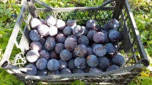 Слива  Анжелино 10.10.2018