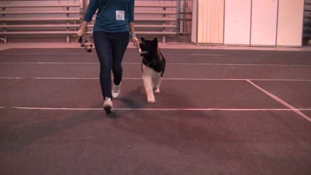 Американская акита Фабледбеар Акио смотреть онлайн