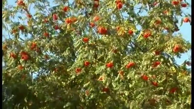 Ансамбль ассоциации _ПромАгро_ - Край Рябиновый.