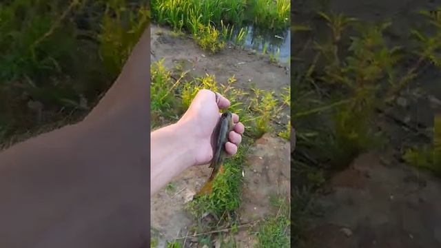 Первый окунь за сегодня: рыбалка в Москве на Джамгаровском Пруду в СВАО 24.07.22 смотреть онлайн