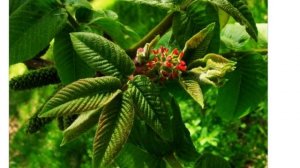 Орех серый (juglans cinerea)