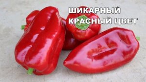 Высокоурожайный перец ФЕРРАРИ F1