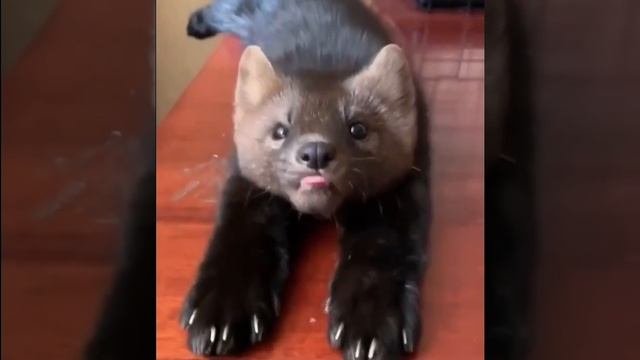 миленький