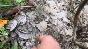 ЧТО ПОСАДИТЬ В САДУ