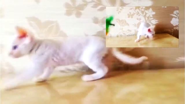 Голубоглазая, белого окраса кошечка Девон рекс