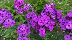 Один из флоксов Яна Вершхора, флокс Пёпл Парадайз Purple Paradise в моем саду