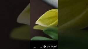 Paphiopedilum Mrs White / Пафиопедилум Миссис/Леди Вайт