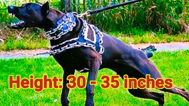 Doberman hybrid:King Doberman dog смотреть онлайн