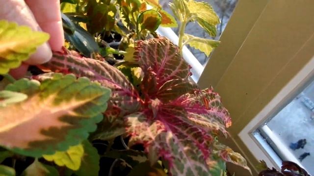 Колеус.(Немного о моих красавчиках зимой) смотреть онлайн