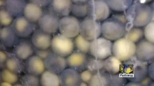 Инкубация икры веслоноса! The incubation of eggs of paddlefish