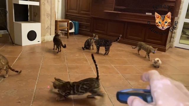 БЕНГАЛЬСКИЕ КОТЯТА ИЛИ ВЕЧНО ИГРИВЫЕ КОШКИ