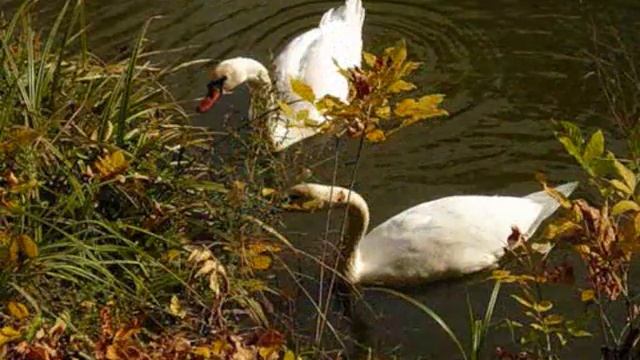 Лебеди улетали смотреть онлайн