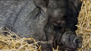 Простые проверенные способы выращивания свиней в холодном климате Казахстана, Сибири