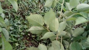 ежевика Астерина и Глория,пригибаю побеги замещения,готовлю к зимовке.13.10.23