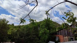 обзор сада и огорода