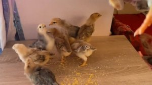 О породе кур  Синь Синь Дянь