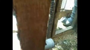 Доработка автоматической поилки для кур.