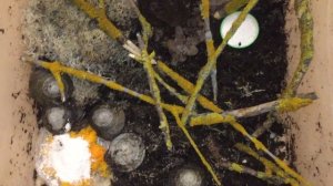 САМЫЕ КРАСИВЫЕ УЛИТКИ - ДРЕВЕСНИКИ!!!!!